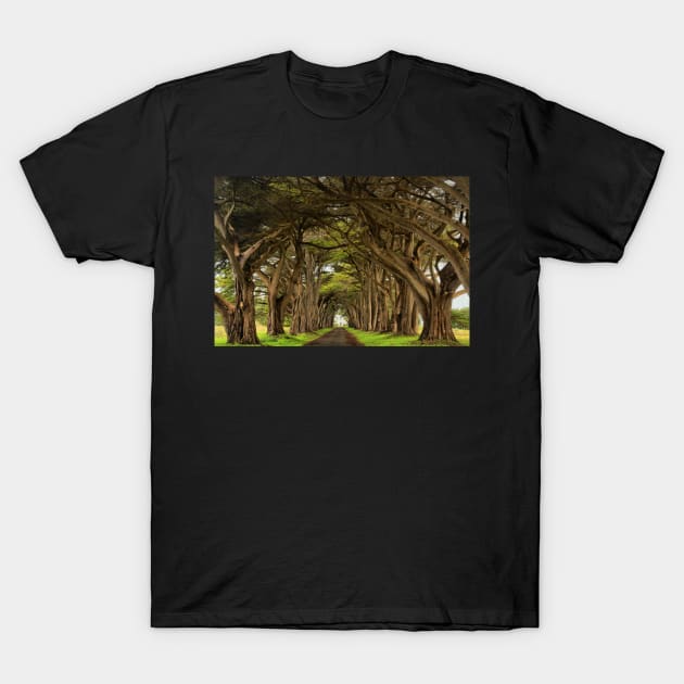 Point Reyes Cypress Tunnel T-Shirt by AdamJewell